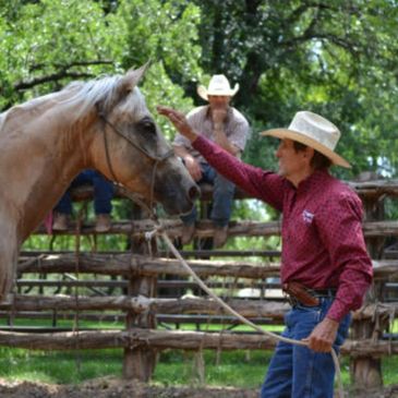 Cameron Horsemanship Performance Horses